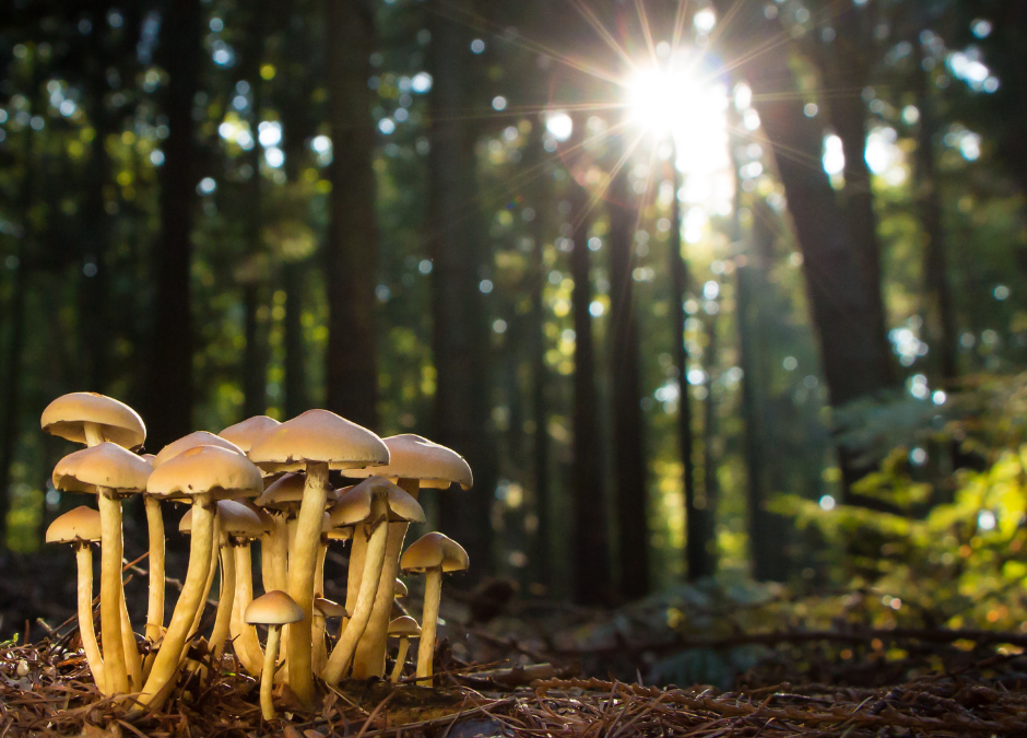 The benefits of Mushrooms
